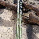 Fujikura 2025 Ventus Patriot Edition Wood Shaft